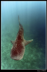 Rhincodon typus :-D by Daniel Strub 